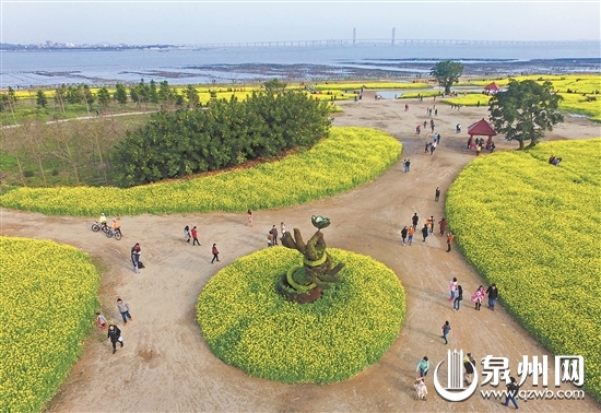 濱海公園里油菜花怒放