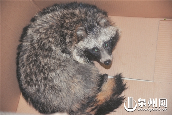 果子貍被動物園收留